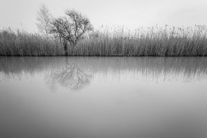 © Hans Tschida | Baum im Schilf
